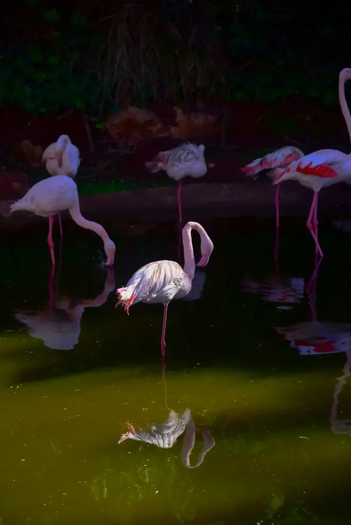 Bird Watching in Morocco