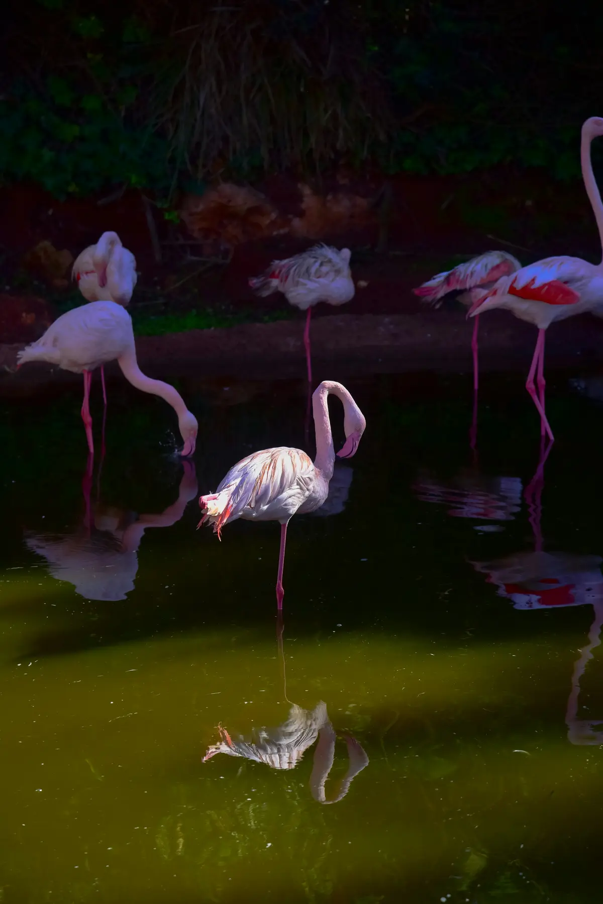 Bird Watching in Morocco